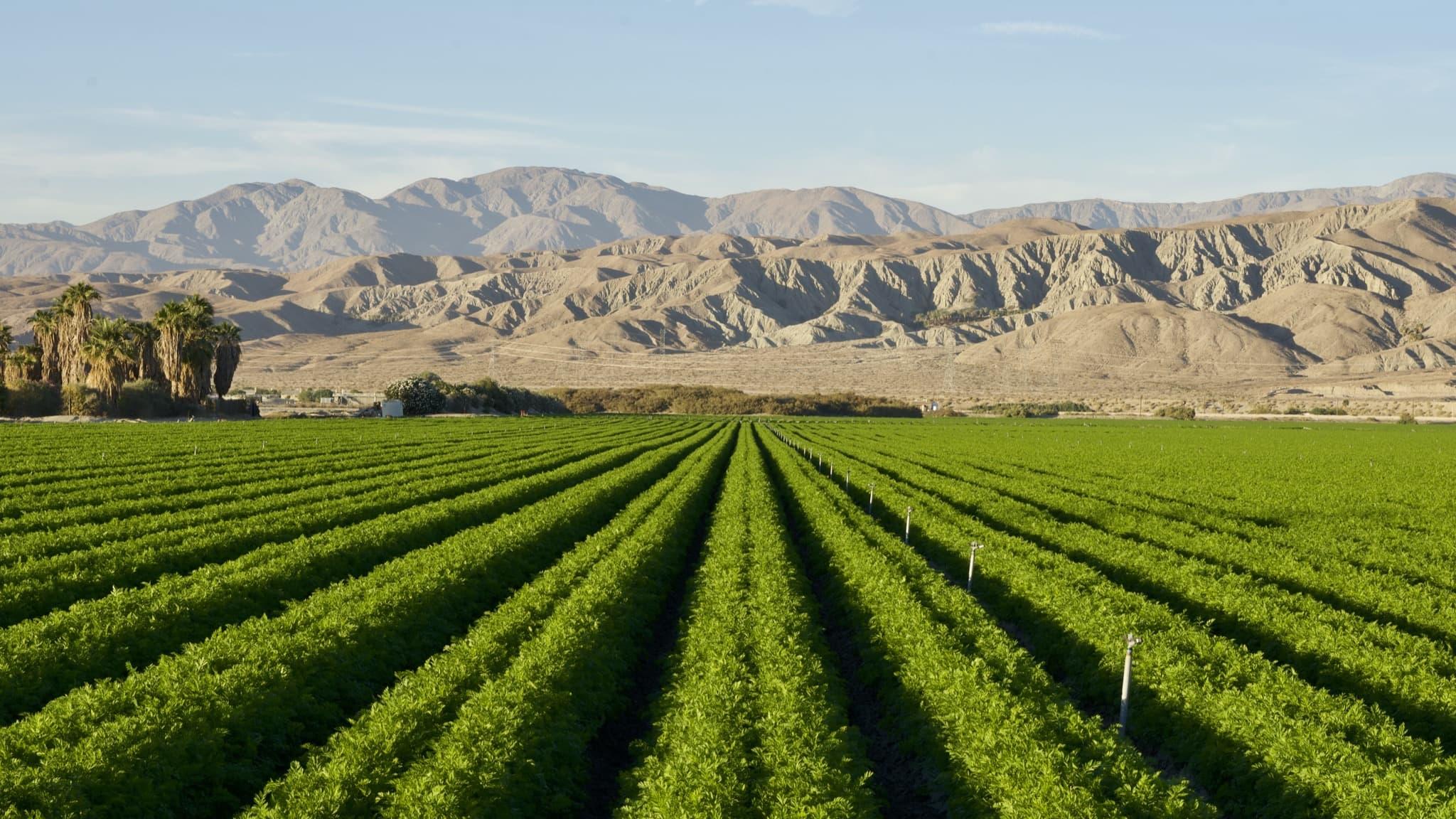 Rows of crops grown in imperial valley